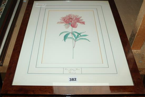 4 coloured botanical prints